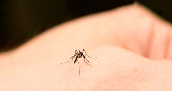 evitar picaduras de mosquitos