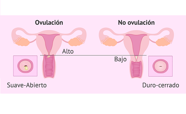 cambios menstruales por tiroides