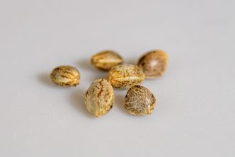 semillas de marihuana