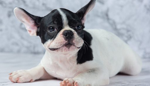Venta de bulldog frances