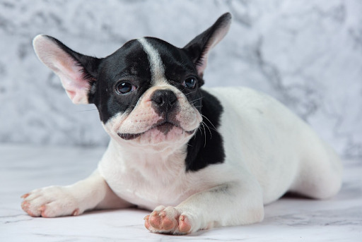 Venta de bulldog frances