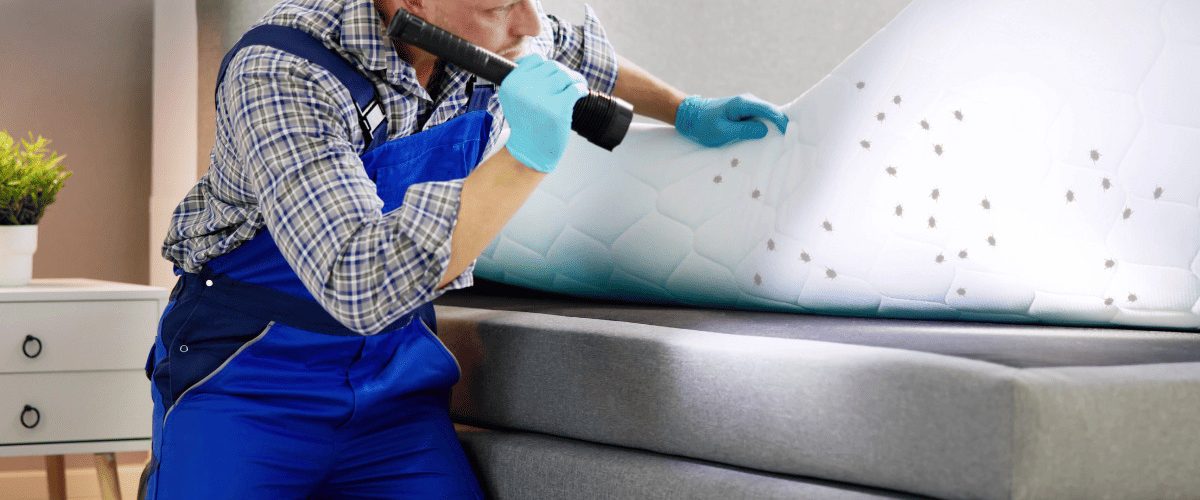 insecticidas para chinches